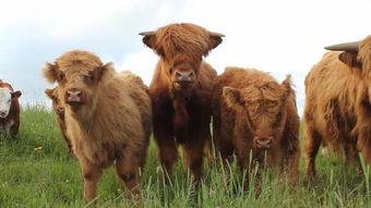 肉鸡背影爆料视频下载,揭秘背后惊人真相